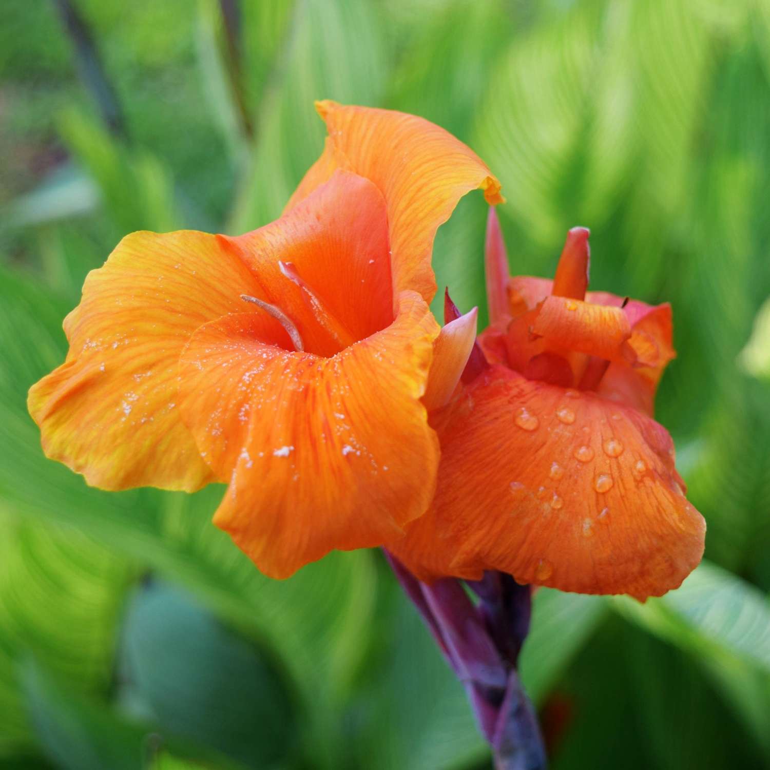 Kanna 'Wyoming'